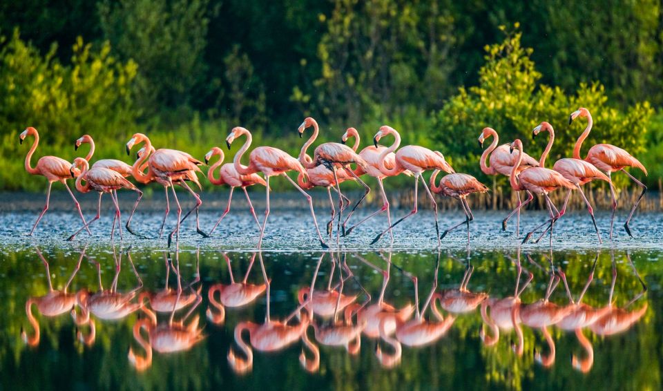 From Cancun: Rio Lagartos & Las Coloradas Day Trip & Lunch - Boat Ride and Mayan Bath