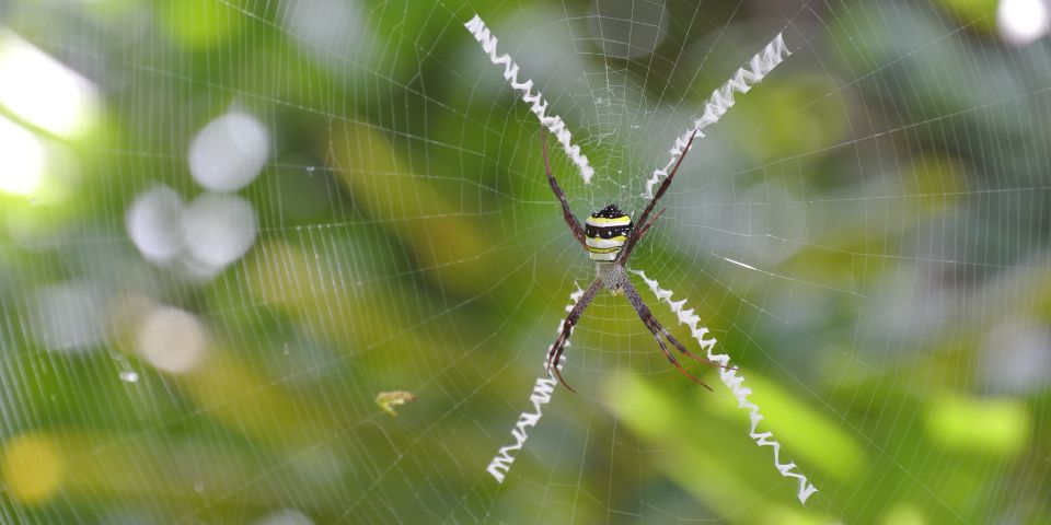 From Chiang Mai: High Mountain Day Trek - Hiking Through the Jungle