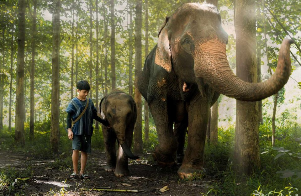 From Chiang Mai: Kerchor Eco Elephant Park Tour - Highlights of the Tour