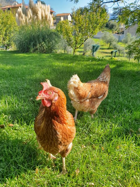 From Field to Table: Harvest and Creative Cuisine - Harvesting Fresh Ingredients