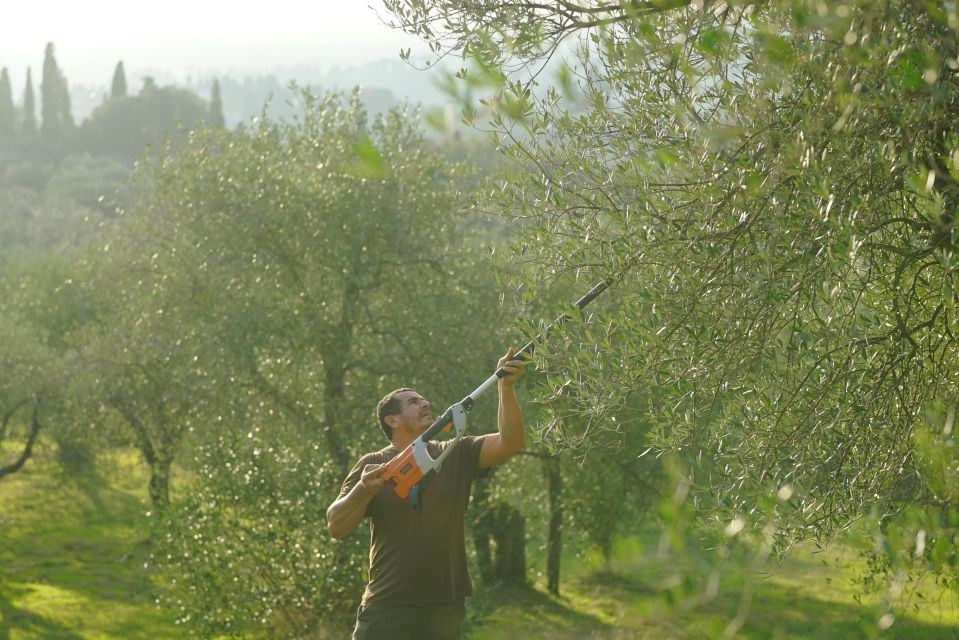 From Florence: Olive Oil & Wine Tasting Small Group Tour - Olive Oil-Making Experience