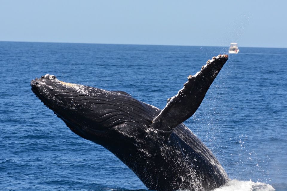 From Fremantle: 2-Hour Luxury Whale-Watching Cruise - Customer Reviews