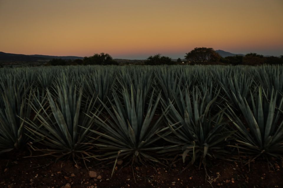 From Guadalajara: Town of Tequila & Jose Cuervo Factory Tour - Exploring Agave Fields