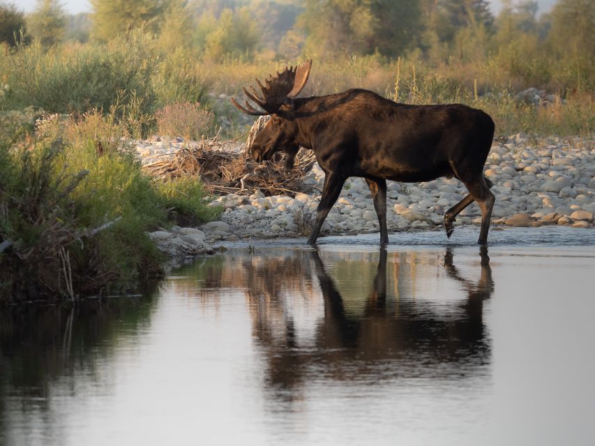 From Jackson Hole: Half-Day Grand Teton Wildlife Tour - Wildlife Spotting Opportunities