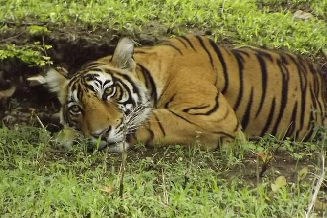 From Jaipur - Wildlife With Taj Mahal Agra & Delhi Drop off 4 Day - Accommodation Details