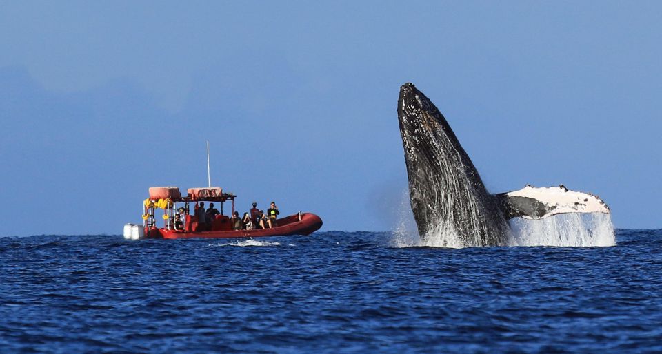 From Kihei: Guided Humpback Whale Migration Cruise - Guided Naturalist Tour