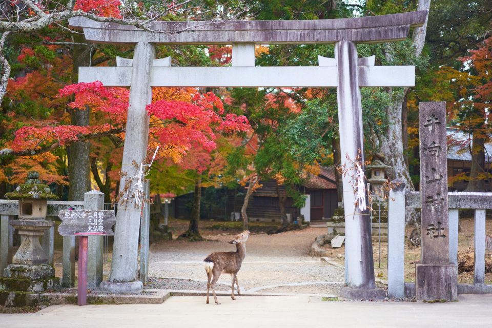 From Kyoto or Osaka: Private Walking Tour Through Nara - Pricing and Policies