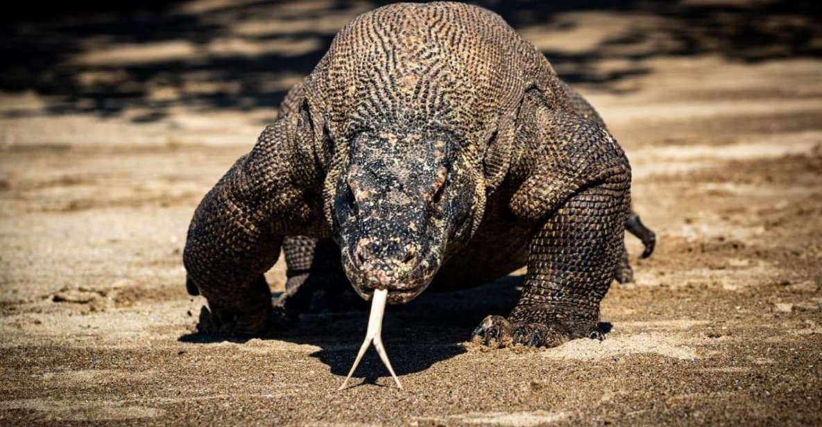 From Labuan Bajo Explore Komodo Dragon Island - Exclusions