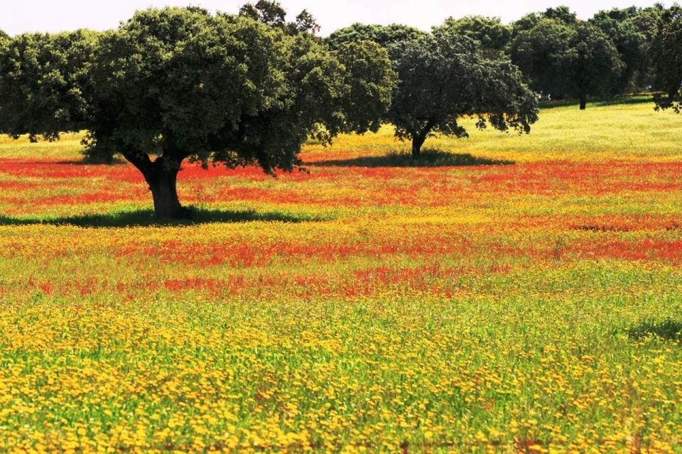 From Lisbon: Évora and Monsaraz Day Tour With Wine Tasting - Included in the Tour