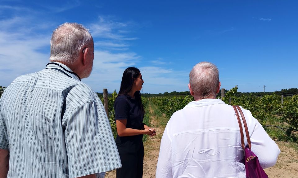 From Lisbon: Setúbal & Arrábida Wine Tour With Lunch - Livramento Market