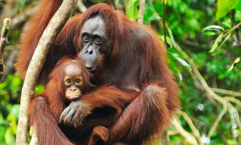 From Medan: Mount Leuser National Park Full-Day Trip - Inclusions