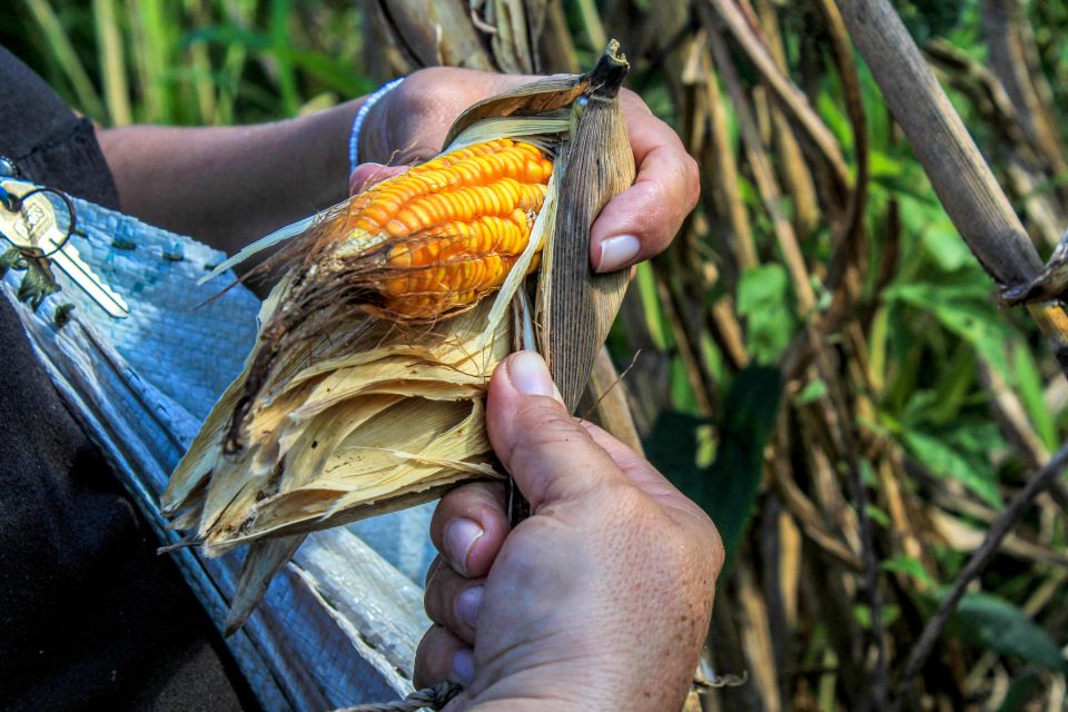 From Mérida: Farming, Cenote, and Ek Balam Pyramids Tour - Pickup and Transportation