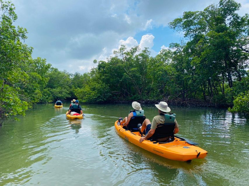 From Naples, FL: Marco Island Mangroves Kayak or Paddle Tour - Habitat Exploration