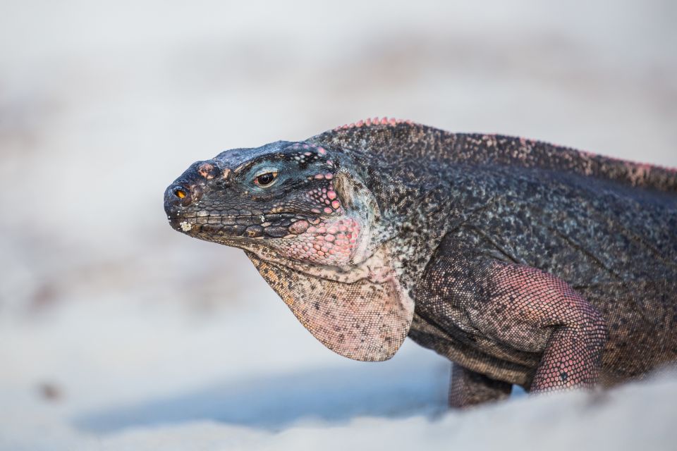 From Nassau: Exuma Swimming Pigs, Sharks and More - Swim With the Pigs