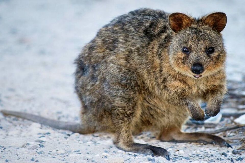 From Perth or Fremantle: Rottnest Island Ferry and Bus Tour - Inclusions