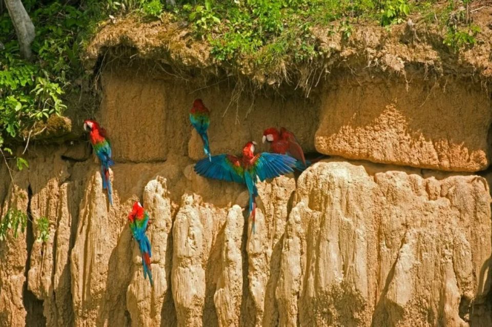 From Puerto Maldonado: Macaw Clay Lick 2 Days - Day 2: Macaw Watching and Return to Puerto Maldonado