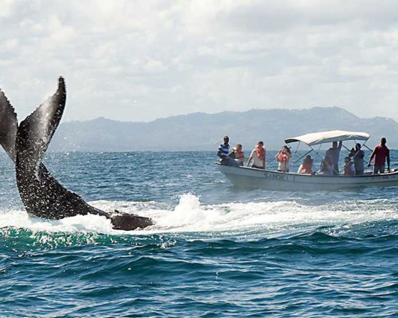 From Punta Cana: Samana Cayo Levantado / Whales - Horseback Riding Adventure