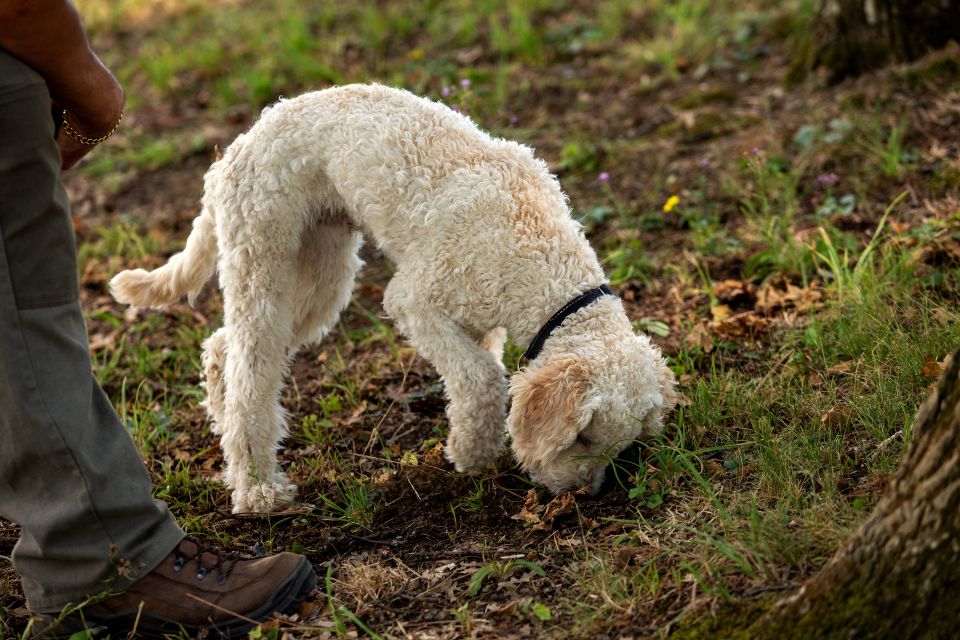 From Tortona: Piedmont Truffle Hunting Experience - Truffle Dog Demonstration