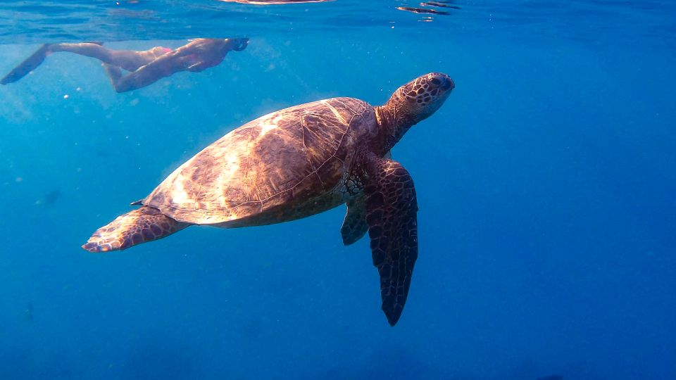 From Waikiki: Turtle Canyons Snorkeling Tour - Small Group Experience