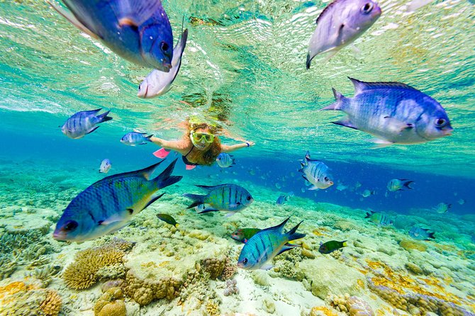 Full-Day Adventure: 4x4 Experience, Snorkeling Cruise, Sharks & Rays - Sharks and Rays Encounter