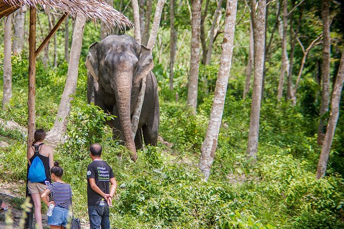 Full-Day Phuket Elephant Sanctuary Tour With Lunch and Dinner - Sanctuary Rescue and Care