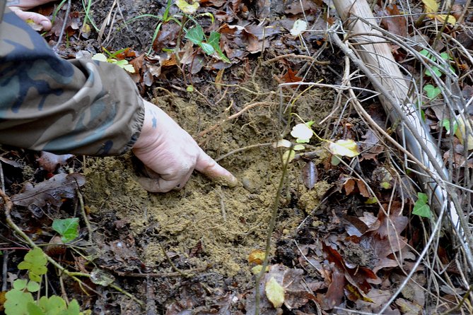 Full-Day Small-Group Truffle Hunting in Tuscany With Lunch - Tour Activities