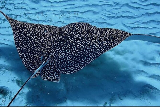 Full-Day Snorkeling Tour to Culebra Island With Lunch - Participant Requirements