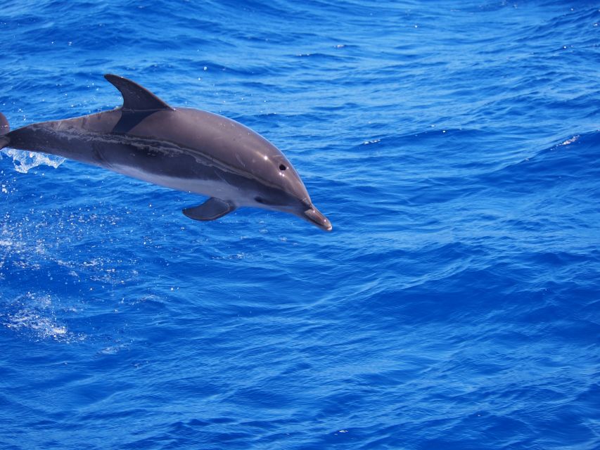 Funchal: Luxury Catamaran Private Charter - Experienced Captain and Crew