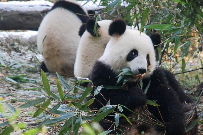 Giant Panda and Buddha 1 Day Tour - Exploring the Leshan Giant Buddha
