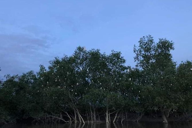 Glowing Kuala Selangor Firefly Tour - Undivided Attention From Guide