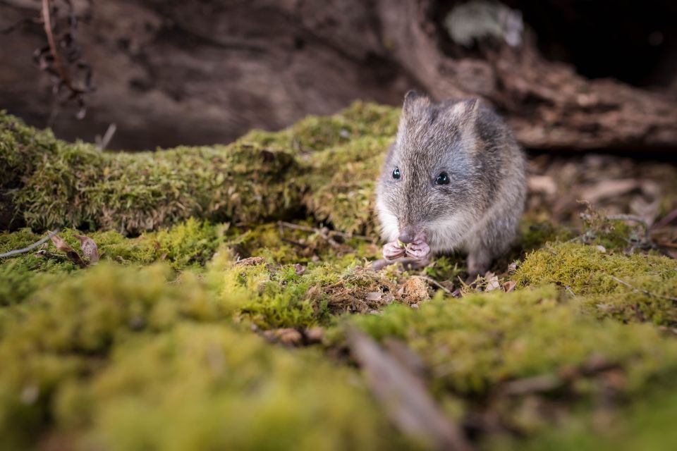 Great Ocean Road: Guided Wildlife Walk That Supports Nature - Visit to Conservation Ecology Centre