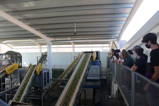 Guided Tour and Olive Oil Tasting in Alhaurin El Grande (Malaga) - Meeting Point and Pickup