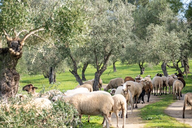 Guided Tour and Olive Oil Tasting in Ronda - Lunch Option