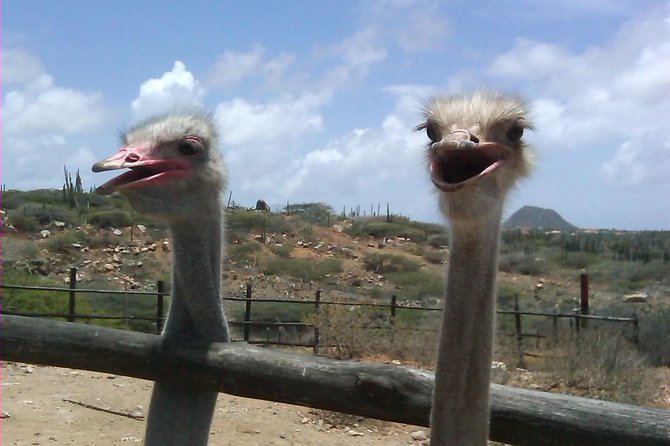 Half-Day Aruba Animal Sanctuary Guided Tour - Tour Experience and Feedback