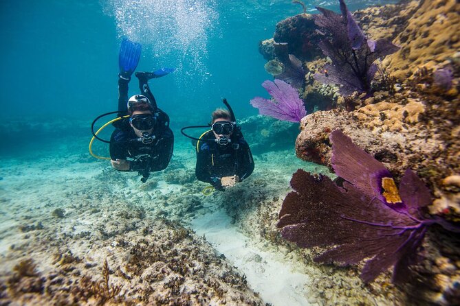 Half-Day Aruba Intro Diving Course for Beginners - Pricing and Booking Process