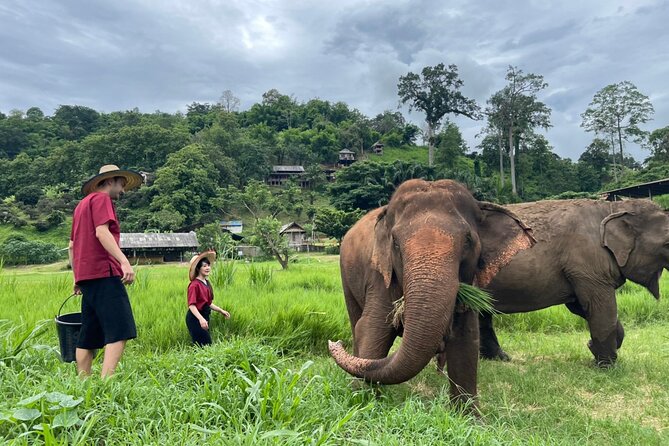 Half-Day Elephant Experience at Rantong - Highlights of the Experience