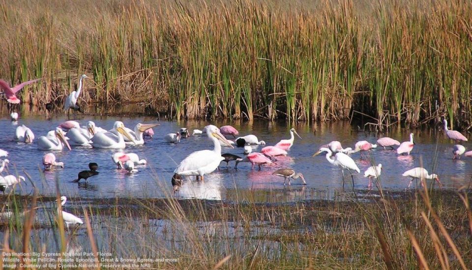 Half-Day Everglades Airboat Tours and Transportation - Airboat Ride Experience