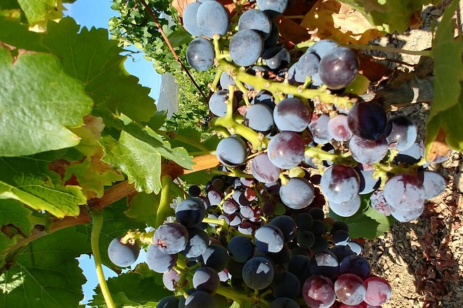 Half-Day Small-Group Wine Experience With Wine Expert From Cagliari - Pickup and Meeting Arrangements