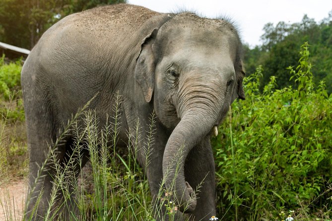 Half Day Visit Elephant Sanctuary in Samui - Pickup Location Details