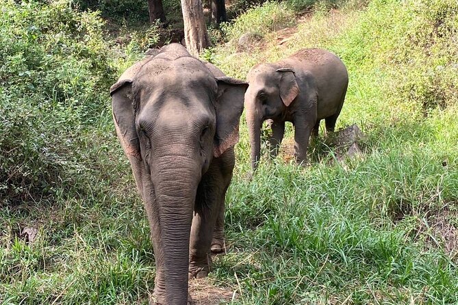 Half Day Visit Smile Elephant Chiang Mai - Responsible Tourism