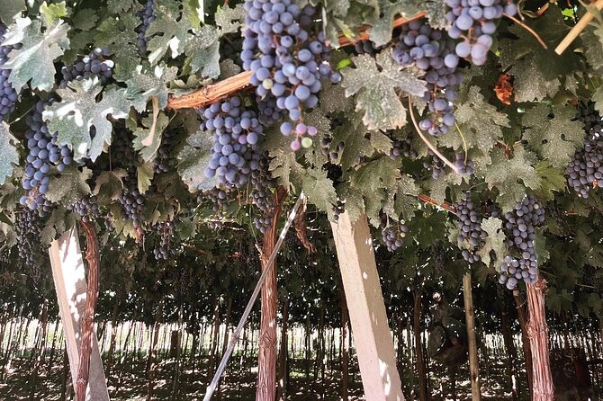 Half Day Winery Tour - Experience Highlights