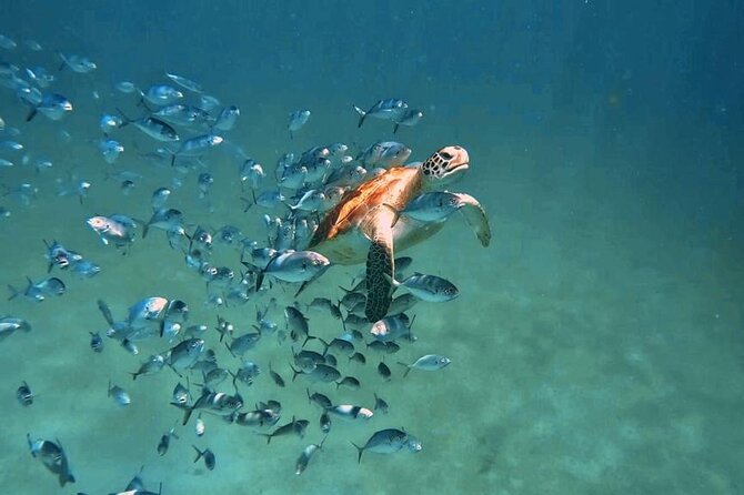 Harbour Lights - Chair & Turtle & Shipwreck Snorkel Tour - Family-Friendly Activities