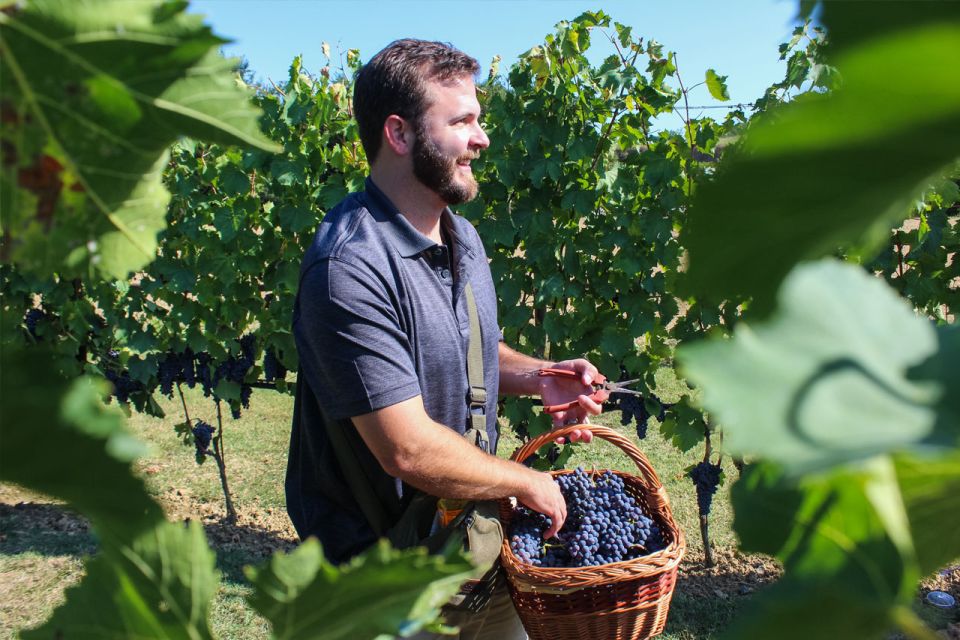 Harvest, Stomping & Tours - Hands-on Grape Harvest