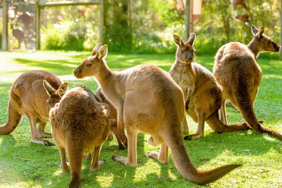 Healesville Sanctuary: General Admission Ticket - Inclusions and Close Encounters