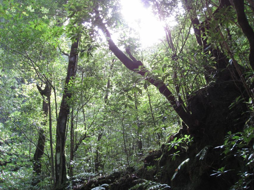 Hidden Corners, the Kings Levada Full Day Hike - Inclusions and Exclusions