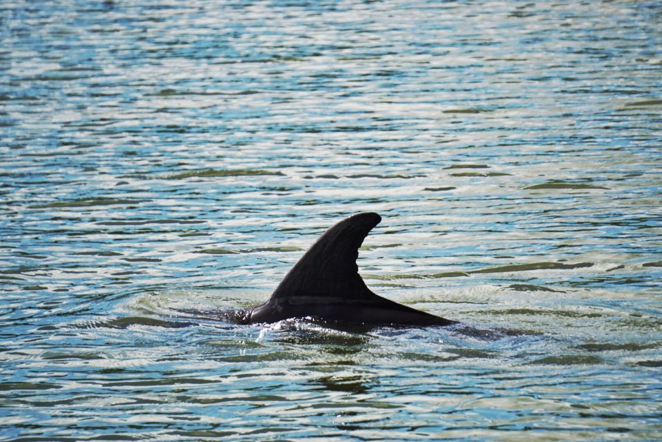 Hilton Head Island: Disappearing Island Dolphin Tour - Inclusions in the Tour