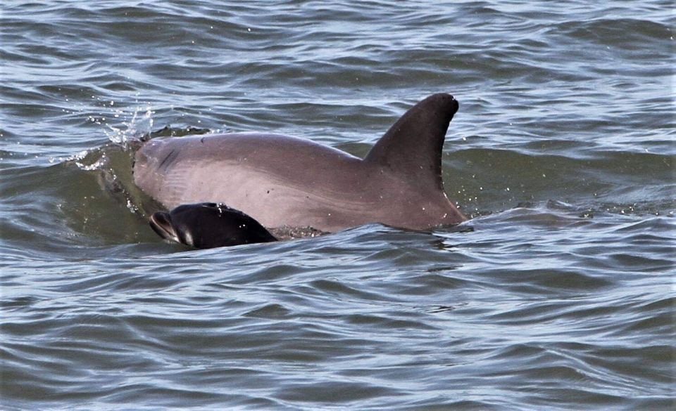 Hilton Head Island: Dolphin Watching Cruise With Donuts - Highlights of the Cruise