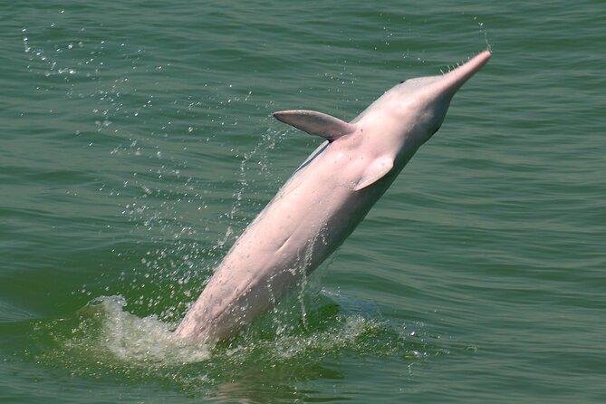 Hong Kong Dolphin Watch Tour - Children and Family Policy