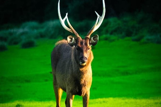 Horton Plains-Worlds End Tour From Nuwaraeliya - Admiring Stunning Panoramic Views