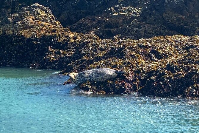 Howth Cliff Cruises - Wildlife and History